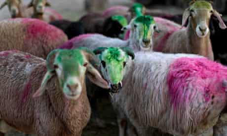 Sheep at a Kabul livestock market