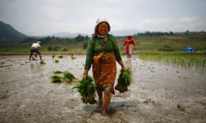A farmer carry bundles of rice seedlings planted during the Nepali month of Asar, seen by locals as an auspicious month for planting rice in Khokana, Lalitpur
