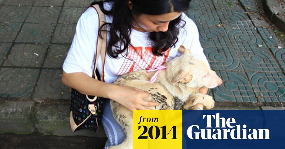 Chinese dog-eating festival backlash grows | China | The Guardian