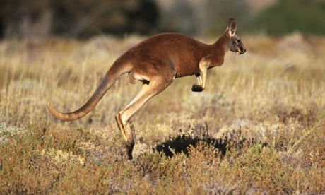 Red Kangaroo (Macropus rufus), Sturt National Park. New South Wales, Australia