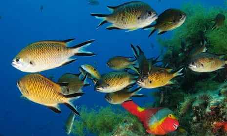 Azores chromis, ornate wrasse and parrotfish seen on an Oceana expedition at Cagafrecho, Lanzarote, Canary Islands, Spain