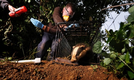 Project Officer John Field releases a vaccinated badger as part of the Badger TB vaccination programme at Gloucestershire Wildlife Trust's Greystones Farm Nature Reserve near Bourton-on-the-Water.