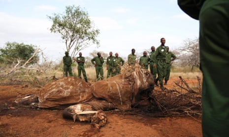 Unarmed rangers standing next to the carcass of an elephant which was recently killed by poachers for its ivory at the Kasigau wildlife migration corridor between Tsavo East and Tsavo West, Kenya