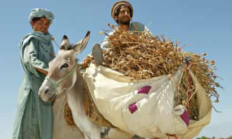 Afghan farmers with opium crop 