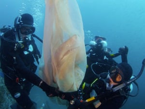 Sea Life staff rescuing an endangered Grey Nurse Shark in Sydney, Australia