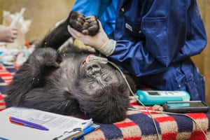 A gorilla being assessed in the quarantine zone.