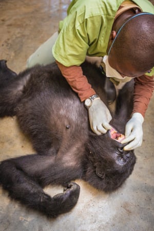 Dr Eddy Kambale looks at a mountain gorilla's teeth.