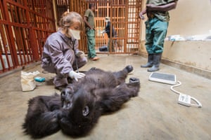 Volunteer vet Dr Jessica Magenwirth treats a mountain gorilla.