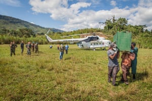 A team transfer a gorilla in a crate from a UN helicopter through a field in Kasuo.
