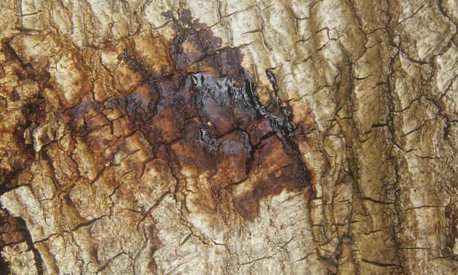 Ooze from the bark of a California oak tree suffering from sudden oak death disease caused by Phytophthora ramorum Fungi.