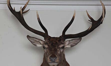 The Measure: stag head