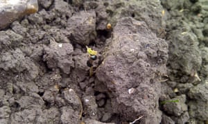 Flea beetles attack young oilseed rape plants.