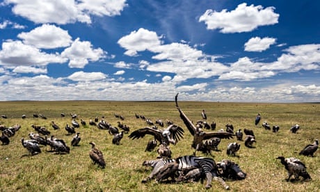 Vultures feeding on zebra