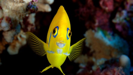 Caption: A Lemonpeel Angelfish (Centropyge flavissima) observed at Henderson Island while on a National Geographic Pristine Seas expedition to the Pitcairn Islands in 2012.