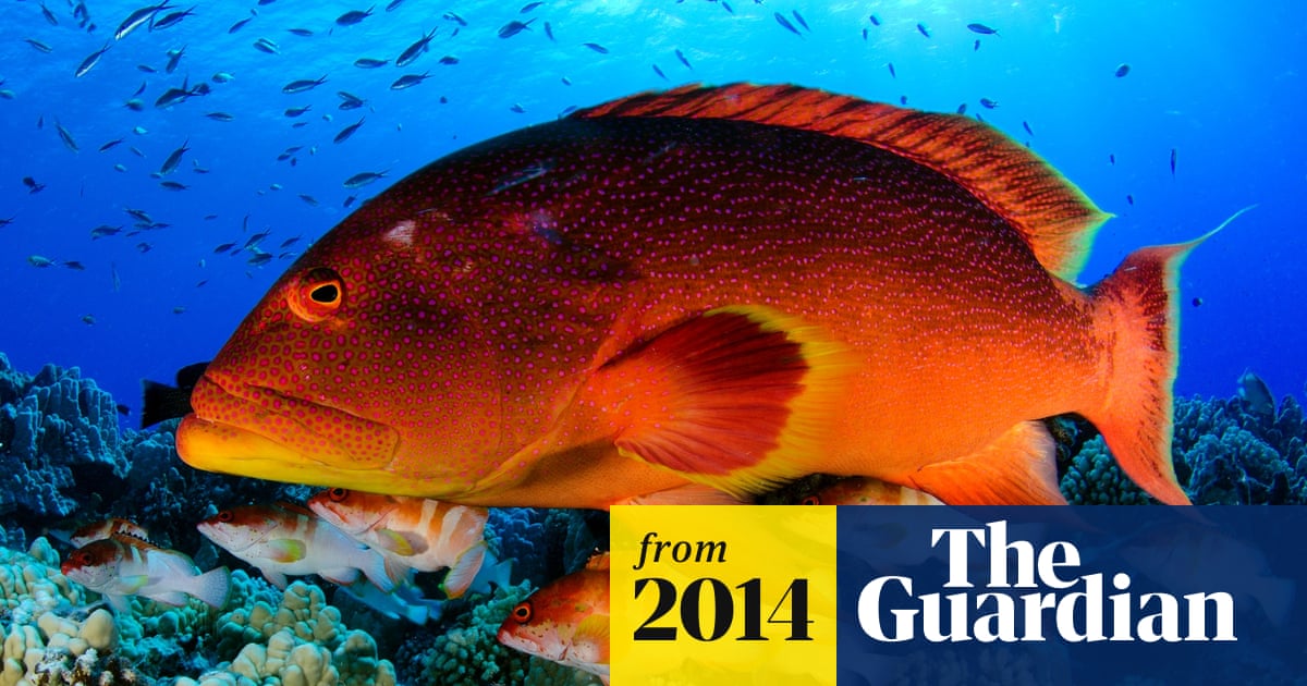 Unique underwater world discovered in Pitcairn Islands | Marine life | The  Guardian