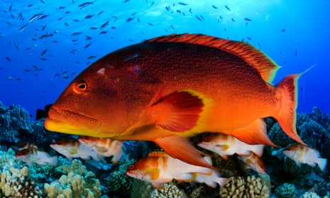 Grouper fish, Variola louti (red and yellow) and Epinephelus fasciatus on the fore reef of Oeno Atoll, Pitcairn Islands
