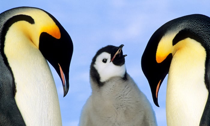 Emperor penguins at risk of extinction, scientists warn | Wildlife | The Guardian