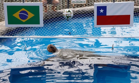 A sea turtle predicts a Brazilian win in the round of 16 match against Chile as it is choosing to eat fish on the Brazilian side in a conservation centre for sea turtles in Praia do forte, close to Salvador de Bahia, Brazil.