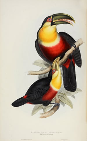 Ramphastos Dicolorus - Red-Breasted Toucan
