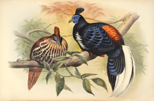 Euplocomus Vieilloti - Vieillot's Crested Fireback
