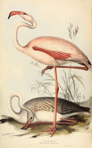 Phoenicopterus - Flamingo