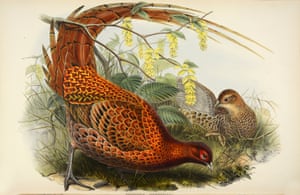 Phasianus Soemmeringi - Soemmering's Pheasant or Copper Pheasant