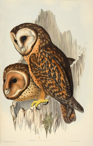 Strix Castanops - Tasmanian Masked Owl