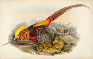 Thaumalea Picta - Golden Pheasant