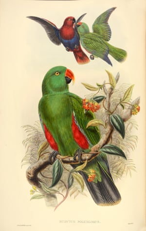 Eclectus Polchlorus - New Guinea Red-Sided Eclectus parrot