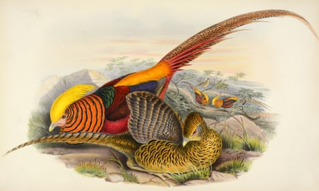 Image result for gould's birds of australia