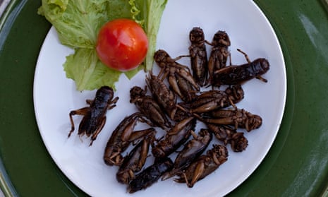 A plateful of crisp crickets with a tomato and lettuce