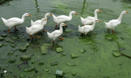 Geese walk on the bank of the algae-filled Tai Lake
