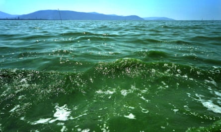 For two decades, the once-scenic Taihu Lake in eastern China has been choked with devastating algae blooms that have threatened drinking water for millions.