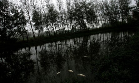 Dead fish float in a pond in Yancheng of Jiangsu Province