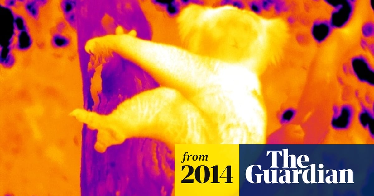 Why Koalas Hug Trees To Beat The Heat Environment The Guardian