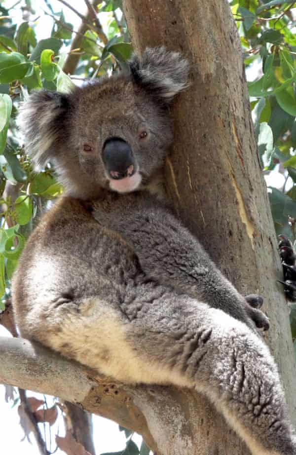 Why Koalas Hug Trees To Beat The Heat Environment The Guardian