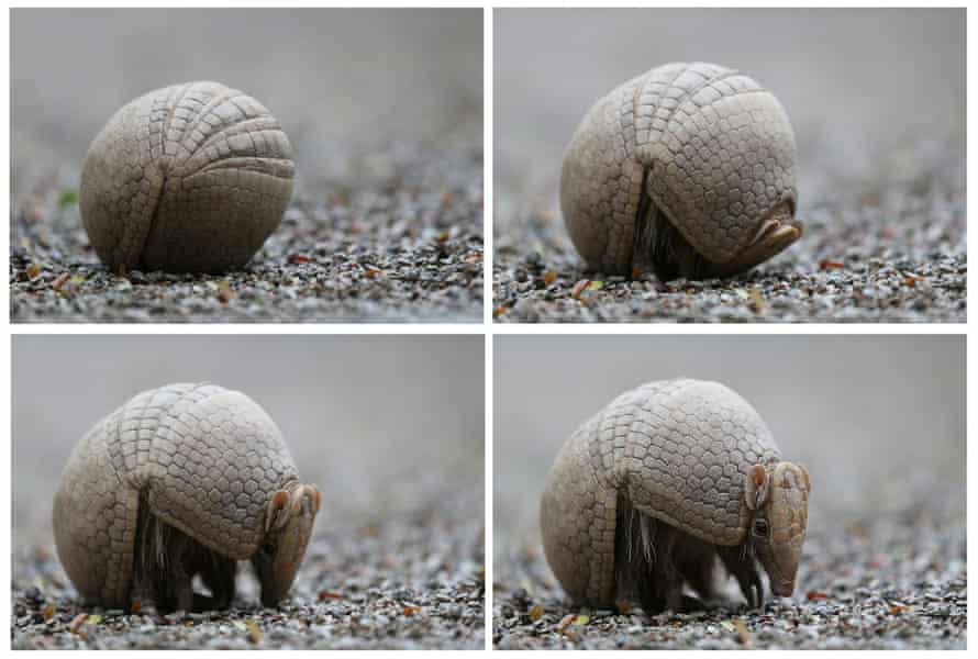 A three-band armadillo leaves its defensive position