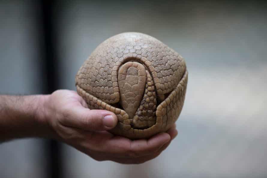 The three-banded armadillo is in danger of extinction