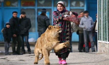 Zoo keeper Zukhro walks with Vadik, an 18-month-old male lion, at the Dushanbe zoo in 2011.
