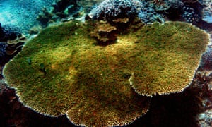 El Ni 241 O Would Be A Disaster For The World S Coral Reefs