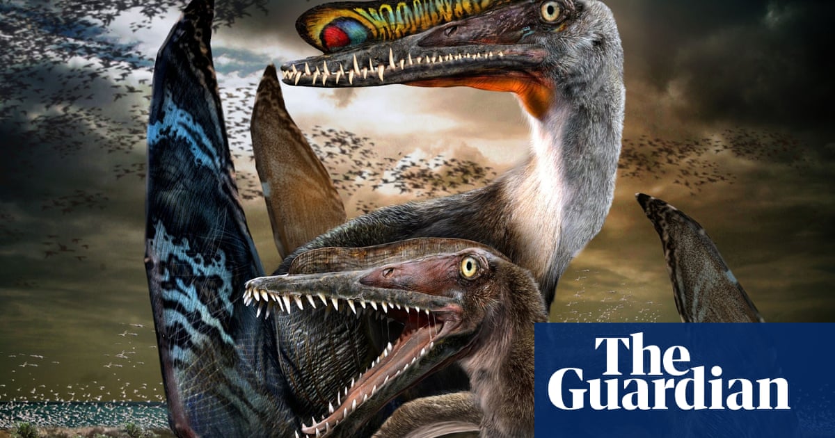 Getting ahead: the new crested pterosaur Hamipterus has researchers  aflutter | Science | The Guardian