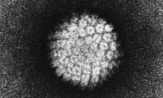 Papilloma Virus (HPV) EM