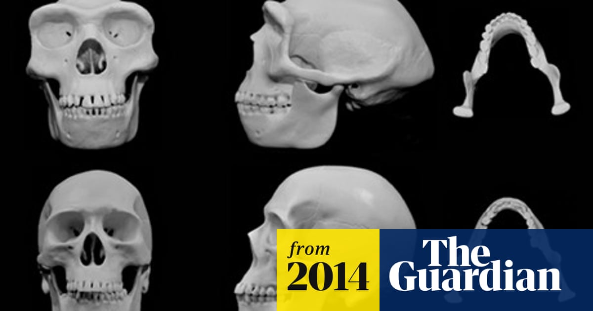PPT - CHAPTER 5A The Skeletal System PowerPoint Presentation, free download - ID