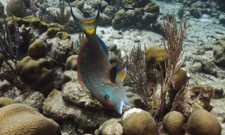 Stoplight Parrotfish (Sparisoma viride) feeding on coral, Bonaire, Netherlands Antilles, Caribbean
