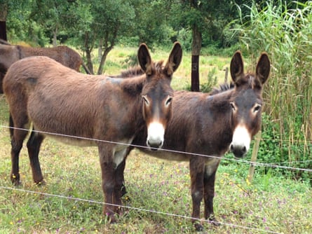 Donkeys at Burros & Artes, Portugal