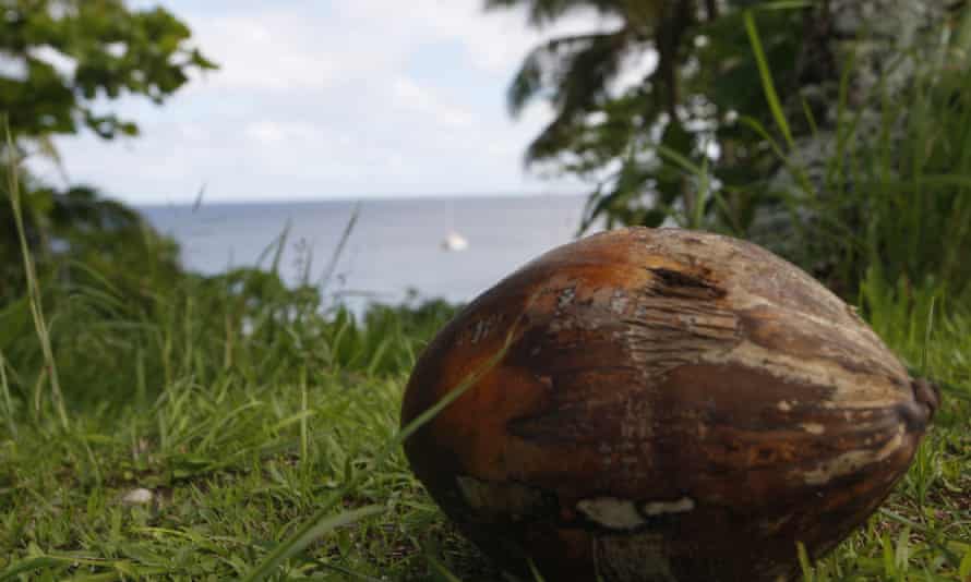 Niue coconut