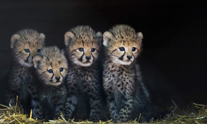 Cheetah smuggling driving wild population to extinction report says