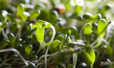 Alfalfa sprouts, close-up (differential focus)