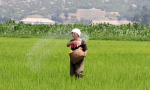A North Korean farmer spreads fertiliser in a rice field in Sohung County of North Hwanghae Province, North Korea.