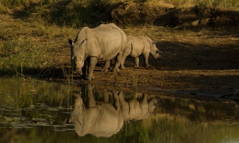 A White Rhino drinking at a water hole with her small calf in Imfolozi National Park.